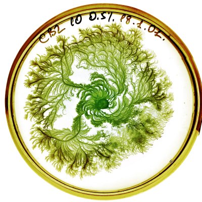 bacteria