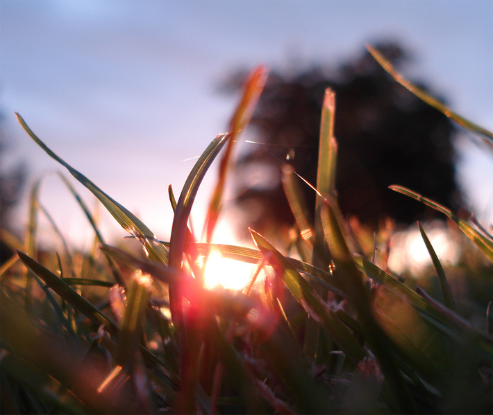 Grass at sunset