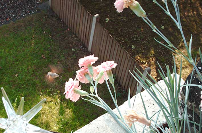 Humming bird