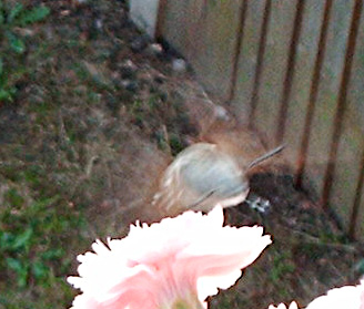 Humming bird