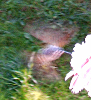 Humming bird